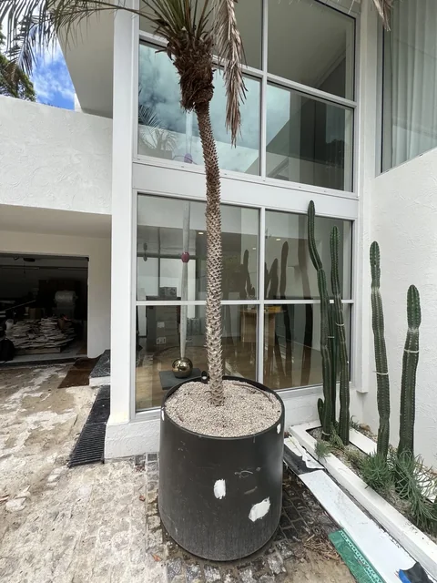 Tall palm in a large black planter beside courtyard glazing in Melbourne