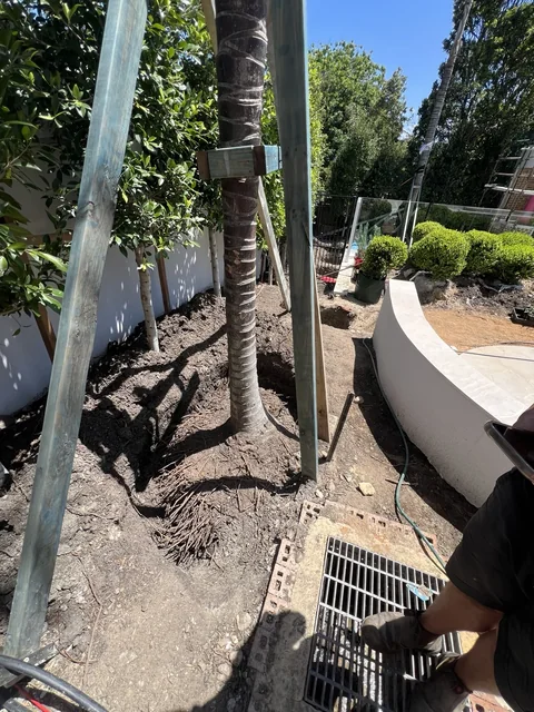 Palm trunk with timber bracing, disturbed soil and a drainage grate beside a curved garden wall